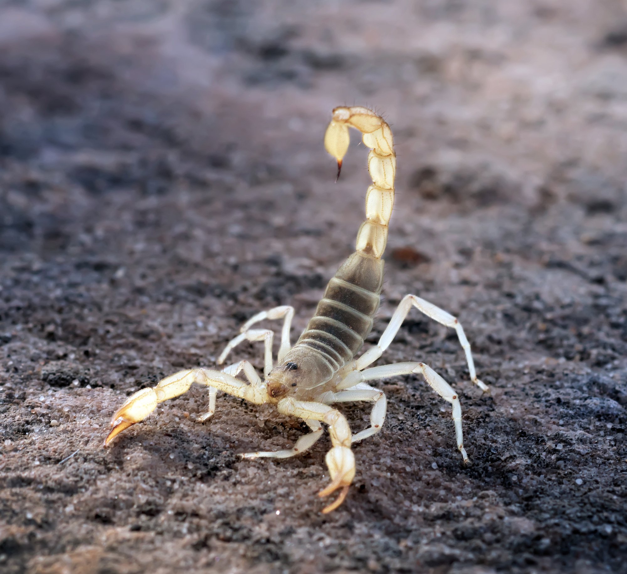 scorpion venom